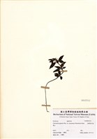 藏品(臺灣愛冬葉)的圖片